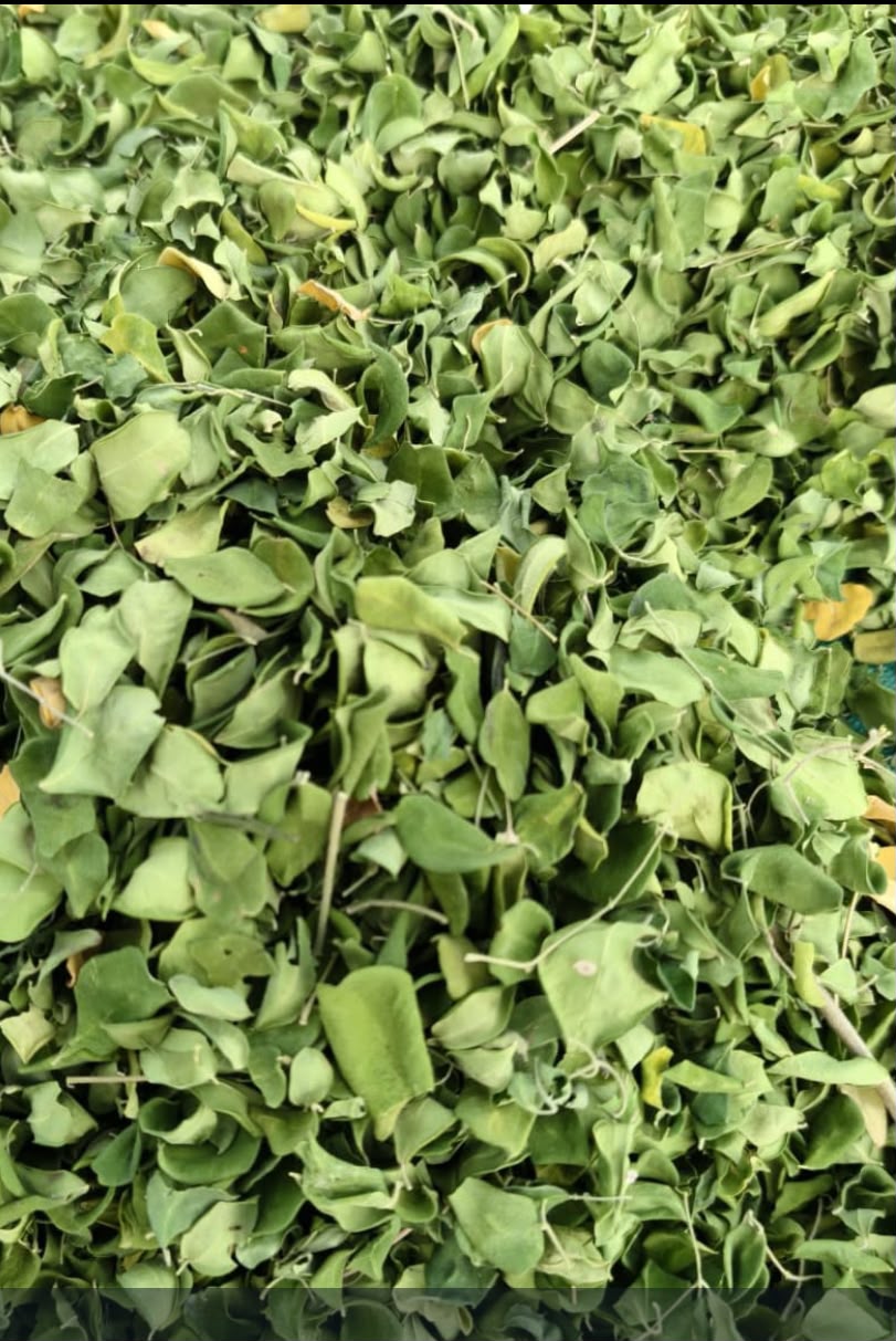 Dried moringa leaves