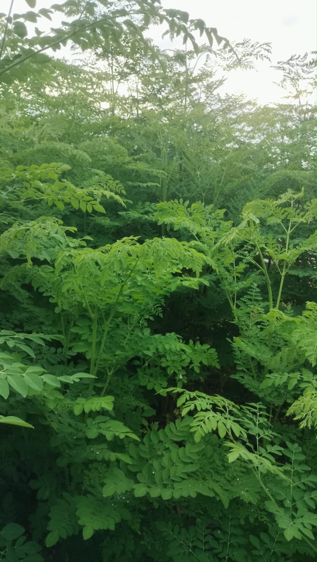 Moringa trees at the farm