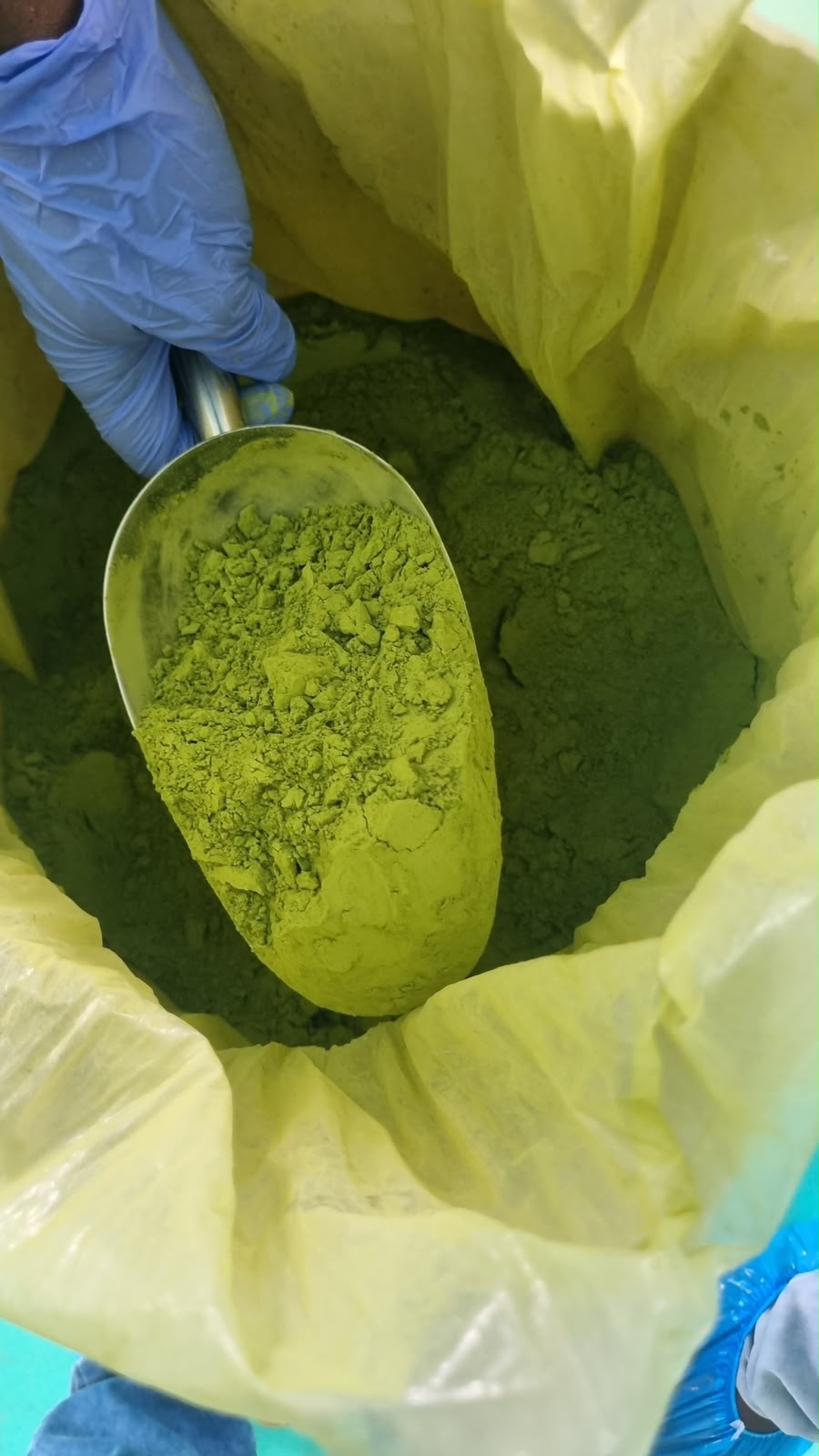 Export-grade moringa leaf powder