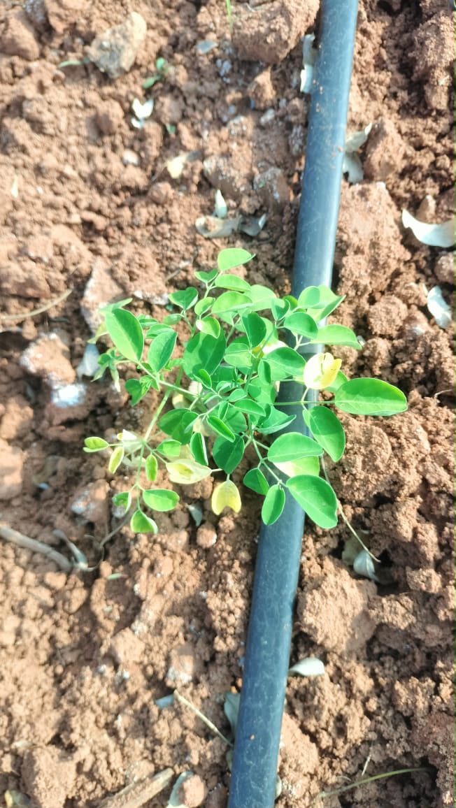 Young moringa plant with drip irrigation